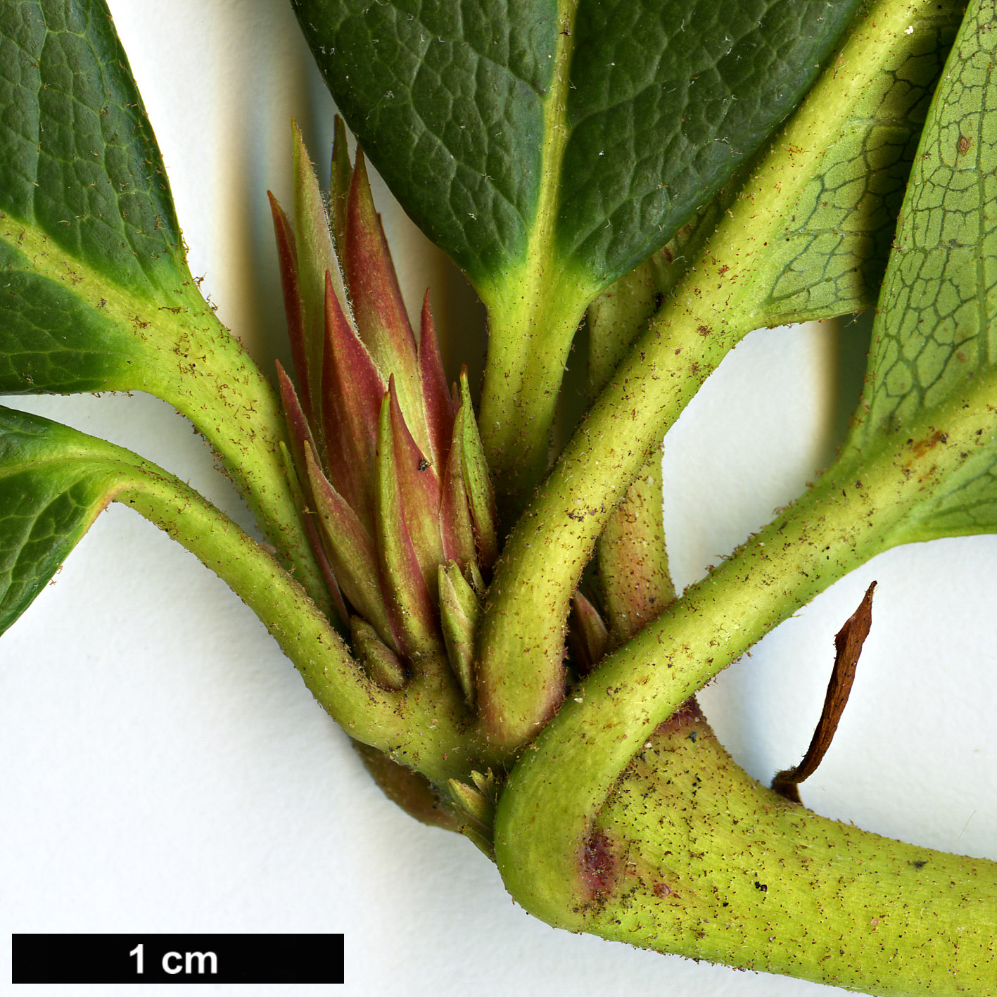 High resolution image: Family: Ericaceae - Genus: Rhododendron - Taxon: forrestii - SpeciesSub: Repens Group